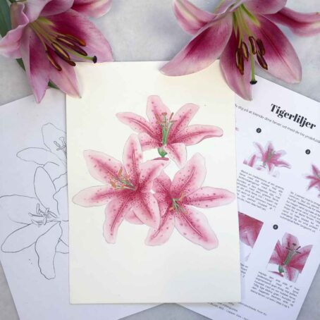mal lyserøde tiger liljer med akvarel blomster